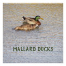 Search for mallard duck painting posters Ducks
