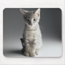 Search for grey tabby cat mousepads Kitten