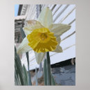 Search for daffodil art Orange