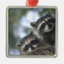 Search for racoons christmas tree decorations Procyon lotor