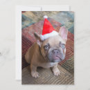 Search for bulldog thank you cards Pet