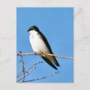 Search for bird tree postcards Photography