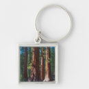 Search for tree trunks key rings Forest