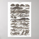 Search for reptiles posters Crocodiles
