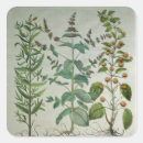 Search for varieties stickers Botanical