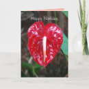 Search for anthuriums cards Red