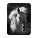 Search for western magnets Photography