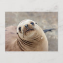 Search for cute lion postcards California