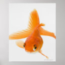 Search for fantail posters Sealife