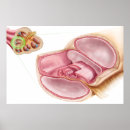 Search for physiology art Colour image