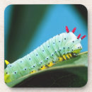 Search for moth coasters Insect