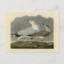 Search for gull postcards Illustration