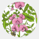 Search for sweet pea flowers stickers Botanical