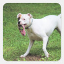 Search for boxer stickers Canine