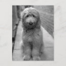 Search for backyard postcards Pet