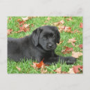Search for black lab postcards Labrador retriever