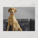 Search for sofa postcards Animal