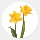 Search for narcissus stickers White