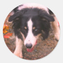 Search for herding dog stickers Animal