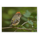 Search for ruby crowned kinglets Nature
