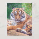 Search for recliner postcards Tiger