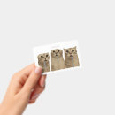 Search for funny cat meme office supplies Humour