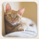Search for low lying photography Cat