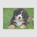Search for dog tissue paper Birthday