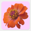 Search for zinnias stickers Nature