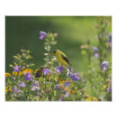 Search for goldfinch posters Garden