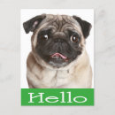Search for pug puppies postcards Thinking of you