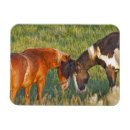 Search for roosevelt magnets North dakota