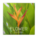 Search for heliconia Flower