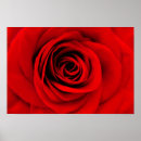 Search for flower photo art Rose