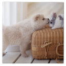 Search for indoors tiles Domestic animals