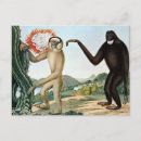 Search for gibbon postcards Animal