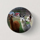 Search for farm animal badges Alpaca
