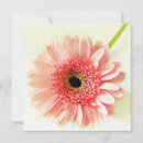 Search for gerbera daisy invitations Garden
