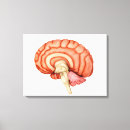 Search for temporal Nervous system