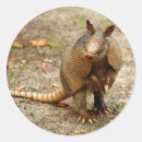 Search for armadillo stickers Nature