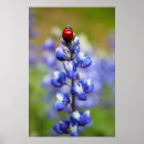 Search for lady bug posters Red