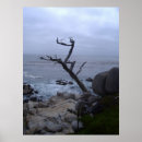 Search for monterey Nature