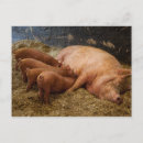 Search for sows postcards Baby