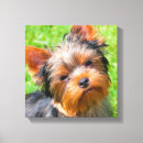 Search for yorkshire terrier canvas prints Dog