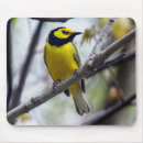 Search for warbler electronics Nature