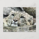 Search for snow leopard postcards Cat