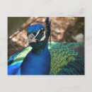 Search for blue peacock bird postcards Peafowl