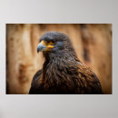 Search for birds of prey posters Wildlife