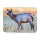 Search for calf magnets Superstock
