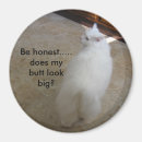 Search for big cat magnets Funny